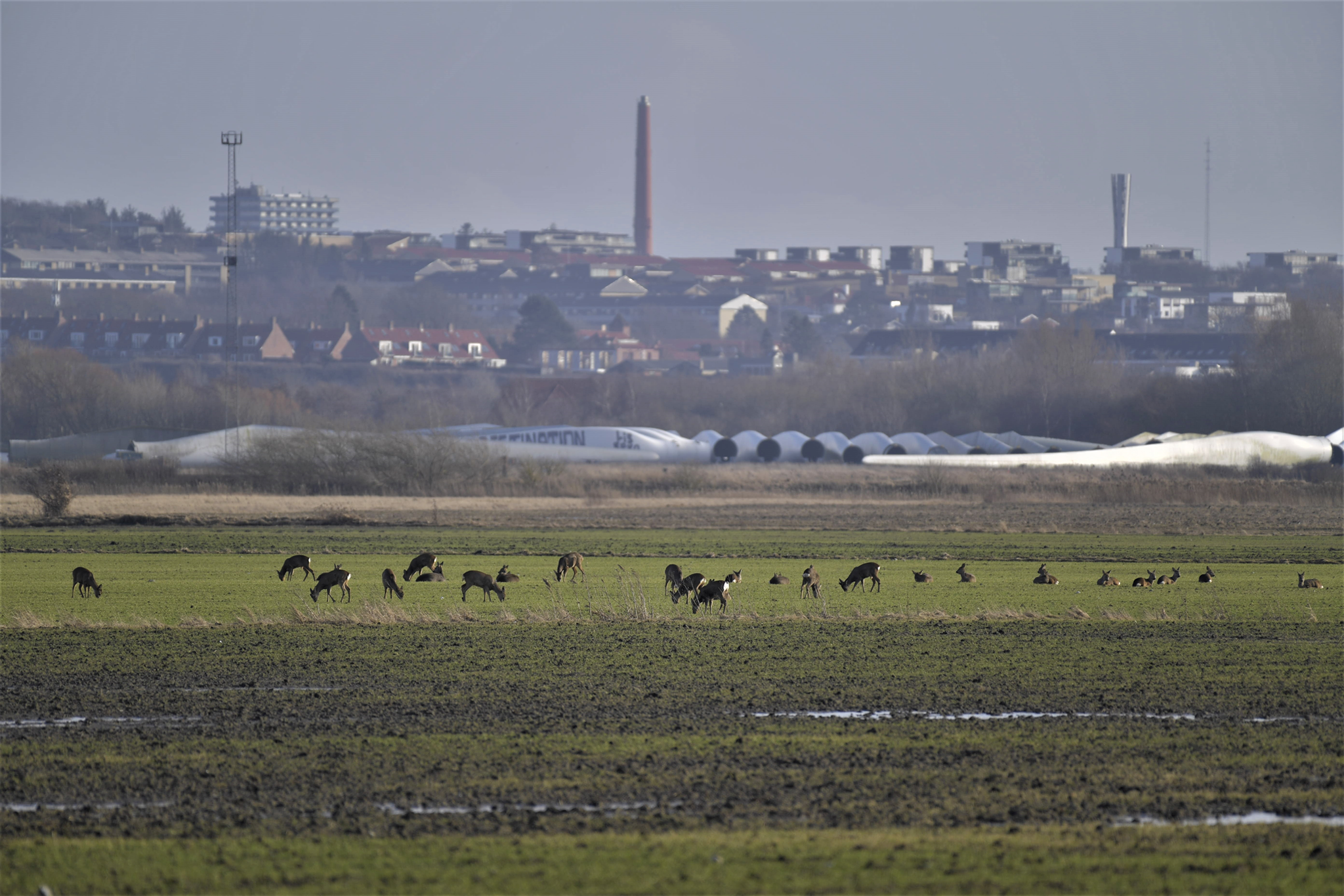 Rådyr på Egholm med Aalborg og Hasseris i baggrunden. Foto: Torben Lund.