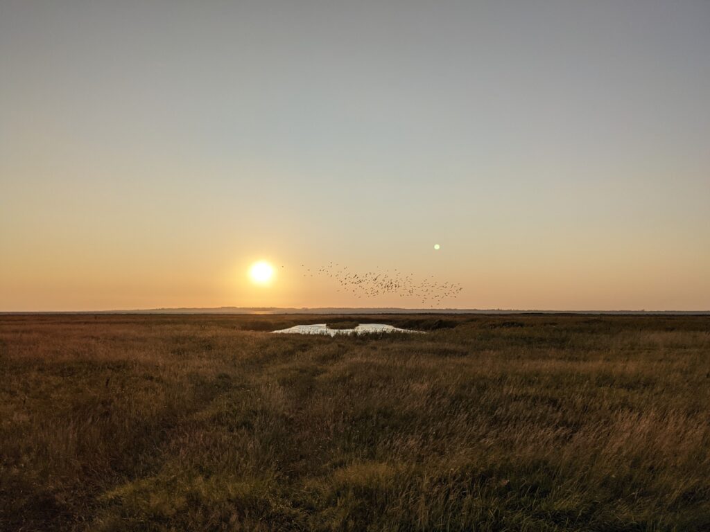 Solnedgang og krikænder